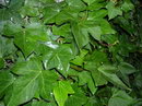عشقه , دار دوست , English Ivy
